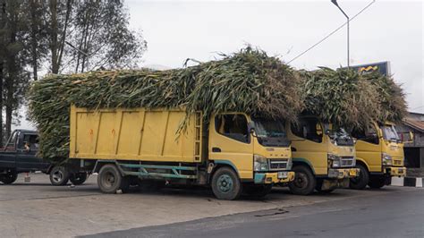 bidangjabol|Sebuah truk beroda 4 membawa 2 ton hasil panen jagung..